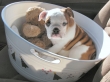 Cute English Bulldog puppies